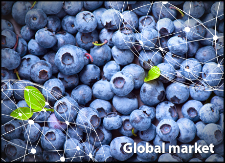 Blueberry markets review